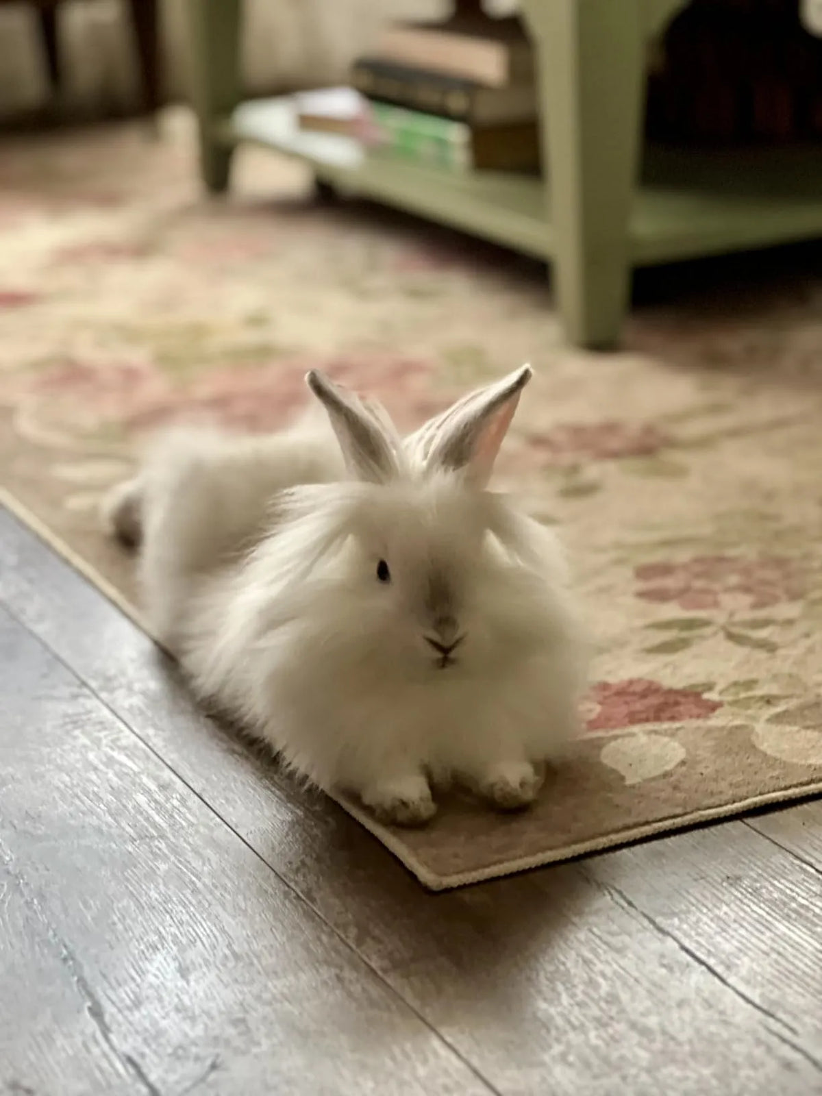 Lahome rug review